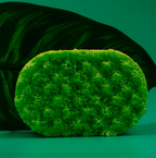 SOAP SPONGES